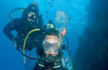 Full-Day Scuba Dive Charter: Hammerhead Experience from Warkworth