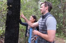 Full-Day Abel Tasman National Park Hiking Tour with Cruise