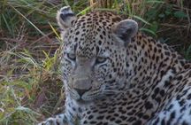 3-Day Kruger National Park Experience