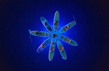 SUP YOGA Night Glow classes at Verudela beach, Pula