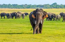 Sigiriya & Minneriya Safari Tour from Anuradhapura