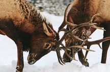 Winter Wildlife Discovery Tour