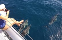 Sighting Dolphin Trip Estepona, Marbella