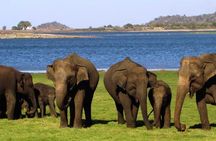 Sigiriya & Minneriya Safari Tour from Anuradhapura