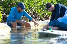 Stand Up Paddleboard Eco tour