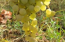 Surroundings of Rome on Vespa