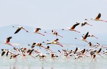 1-Day Lake Nakuru Tour