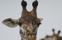 4-Day Lake Naivasha & Amboseli- Luxury Grp Joining Safari