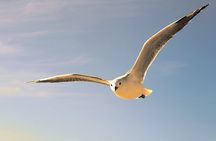 Full-Day Private Cape Town Sightseeing Tour