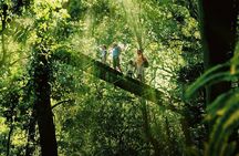 Lamington National Park, O'Reilly's & Vineyard Tour