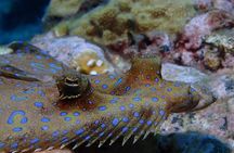 Champagne Reef, Bubble Beach and Scotts Head Snorkeling tour by boat in Dominica