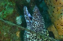Champagne Reef, Bubble Beach and Scotts Head Snorkeling tour by boat in Dominica