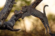 Kruger National Park Best Tour
