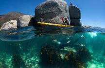 Full Day Private Sea Kayaking & Cape Point