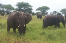 6-Day Safari to Samburu, Lake Nakuru & Masai Mara