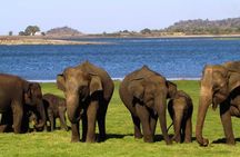 Sigiriya & Minneriya Safari Tour from Dambulla