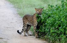Jhalana Panther Safari Park Tour in Jaipur