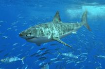 Shark Cage Diving 