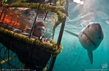 Shark Cage Diving 