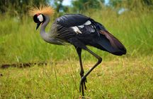 2 Days Pian-Upe game Reserve