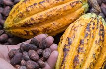 From Cacao to Chocolate: Private Tour in Manta