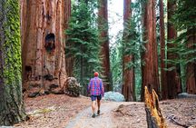 Yosemite and Tahoe from San Francisco: 4 Day Sierra Nevada Tour