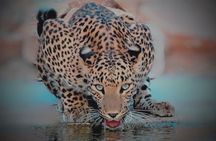 Jhalana Panther Safari Park Tour in Jaipur