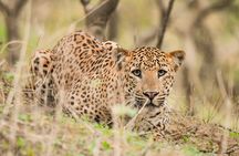 Jhalana Panther Safari Park Tour in Jaipur
