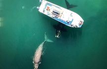 Whale Watching from Gansbaai