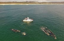 Whale Watching from Gansbaai