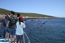Big 5 Sea Safari in Walker Bay from Gansbaai