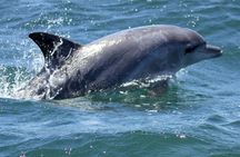 Big 5 Sea Safari in Walker Bay from Gansbaai