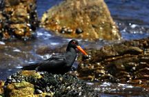Big 5 Sea Safari in Walker Bay from Gansbaai
