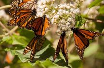 Monarch Butterfly Sanctuary Private Tour from Mexico City