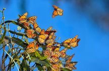 Monarch Butterfly Sanctuary Private Tour from Mexico City