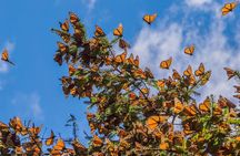 Monarch Butterfly Sanctuary Private Tour from Mexico City