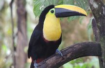Mindo Cloud Forest Private Day Tour