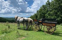 Horse and Carriage Ride through Moses H. Cone Park