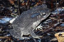 Nocturnal Secrets: A Mangrove Adventure