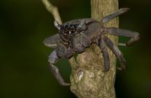Nocturnal Secrets: A Mangrove Adventure