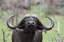 Private Half Day Addo Elephant National Park Safari