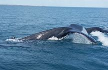 AOC Whale Watching from Broome 