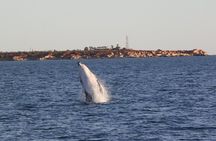 AOC Whale Watching from Broome 