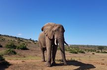 Private Half Day Addo Elephant National Park Safari
