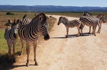 Private Half Day Addo Elephant National Park Safari