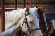 Beach & countryside horse riding outside Westport. Guided. 1 hour