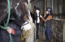 Beach & countryside horse riding outside Westport. Guided. 1 hour