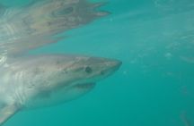 Half-Day White Shark Cage Diving from Gansbaai