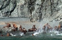Columbia Glacier Cruise from Valdez 