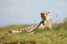 6-Day Big Five Magic Safari Tour